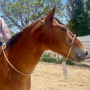May include: A brown horse with a light-colored halter and rope, seen in profile. The horse is outdoors on a sunny day, with trees and a fence in the background. The horse's coat is a rich, reddish-brown color.