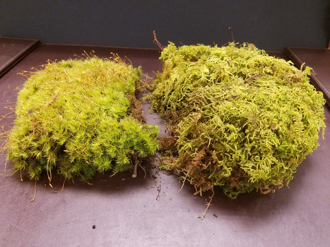 Live Moss Sampler (terrarium, Vivarium, Fairy Garden, Home Decor ...