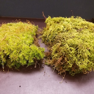 Live Moss Sampler (Terrarium, Vivarium, Fairy Garden, Home Decor, Modeling)