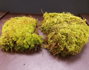 Live Moss Sampler (Terrarium, Vivarium, Fairy Garden, Home Decor, Modeling)