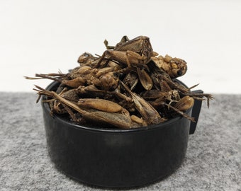 Natural Dried Large Crickets - 4oz