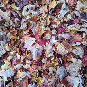 Red Maple Leaf Streu 2024 Ernte 2024 ( 4 Quarts )