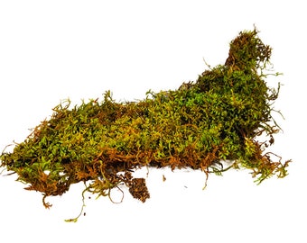 Live Fern Moss / Sheet Moss [1 Cubic Foot] (Terrarium, Vivarium, Fairy Garden, Home Decor, Modeling)