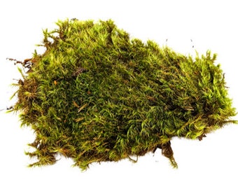 Live Mood Moss - Pest Free- Ideal for Terrariums, Vivariums, and Gardening