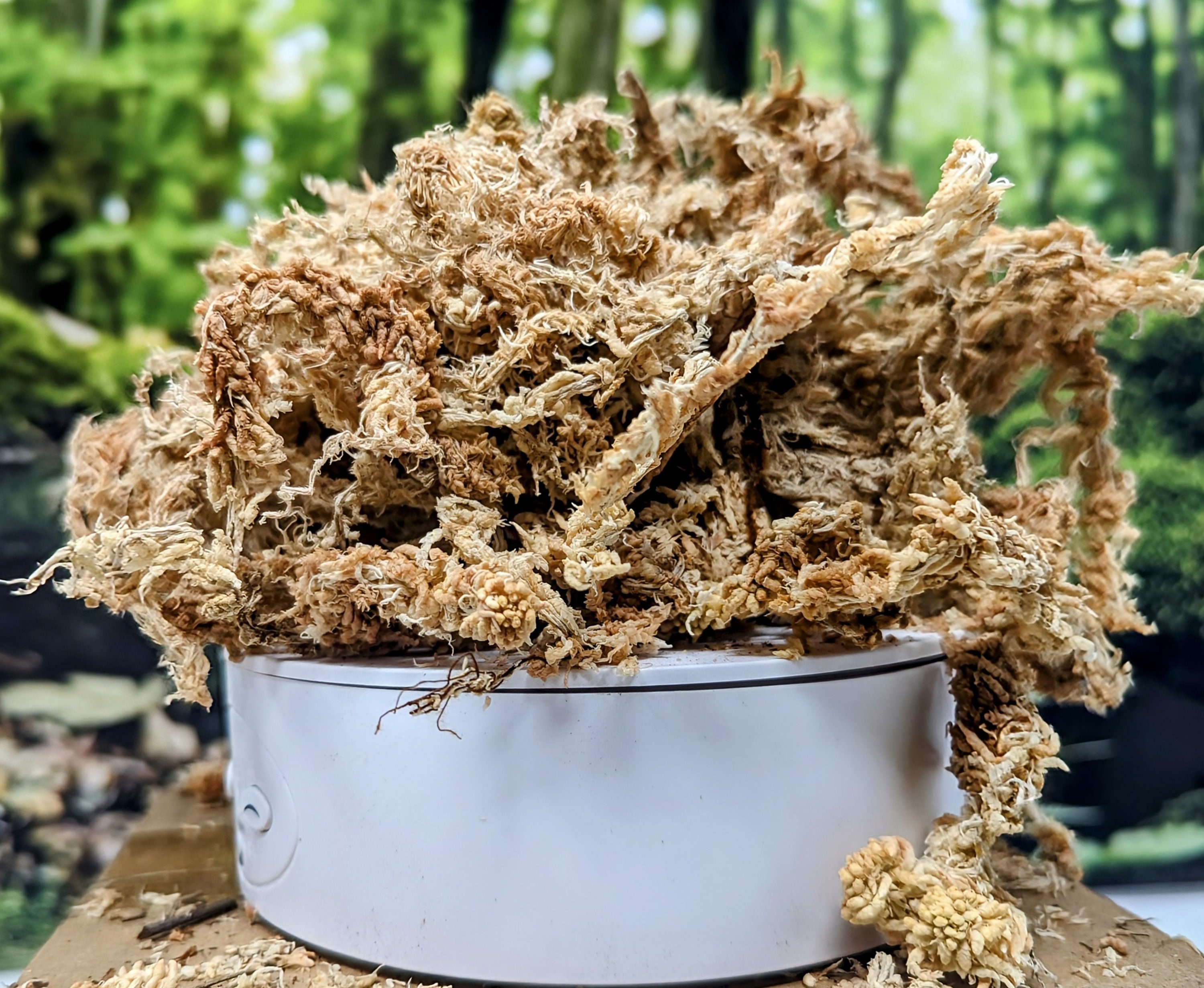 Wholesale Sphagnum Moss for Garden Horticulture Orchids and Hydroponic  Flowers - China Sphagnum Moss and Moss price