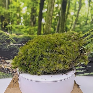 Mood Moss Dicranum Scoparium Carpet Moss  [Multiple Sizes] (Terrarium, Vivarium, Fairy Garden, Home Decor, Modeling)