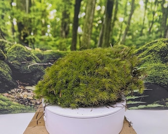 Musgo exuberante: terrario, jardín de hadas, decoración del hogar [varios tamaños]