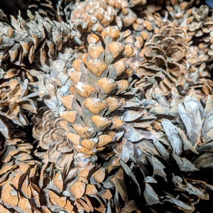 May include: A close-up of a pile of brown and gray pine cones. The cones are arranged in a random pattern, with some of the cones overlapping each other.