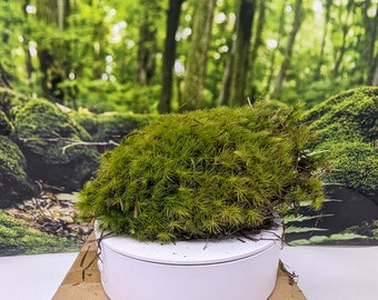 Musgo Live Mood - Libre de plagas - Ideal para terrarios, vivarios y jardinería