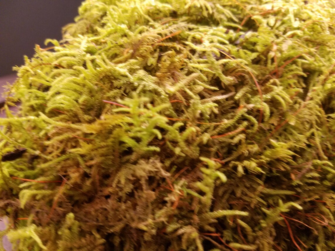 Live Fern Moss / Sheet Moss multiple Sizes terrarium Etsy