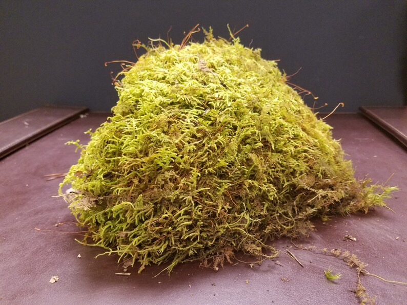 Live Fern Moss / Sheet Moss multiple Sizes terrarium Etsy