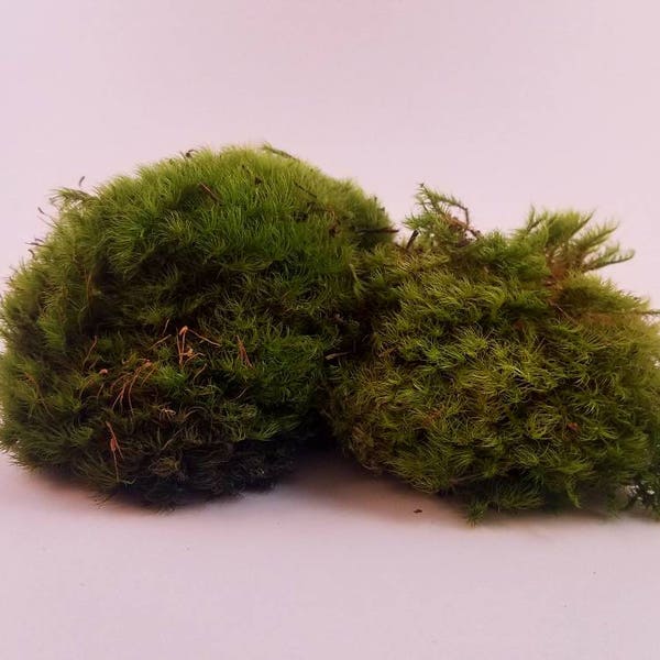 Live Mood Moss [Multiple Sizes] (Terrarium, Vivarium, Fairy Garden, Home Decor, Modeling)