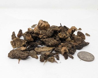 May include: A pile of brown and tan bark chips, some of which are broken into smaller pieces. A silver US quarter is included for scale.