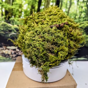 Live Fern Moss / Sheet Moss for Terrarium, Vivarium, Fairy Garden, Home Decor, Modeling