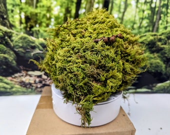Live Fern Moss / Sheet Moss for Terrarium, Vivarium, Fairy Garden, Home Decor, Modeling