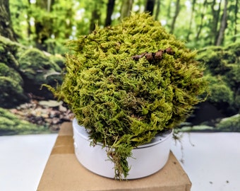 Live Fern Moss / Sheet Moss [Multiple Sizes] (Terrarium, Vivarium, Fairy Garden, Home Decor, Modeling)