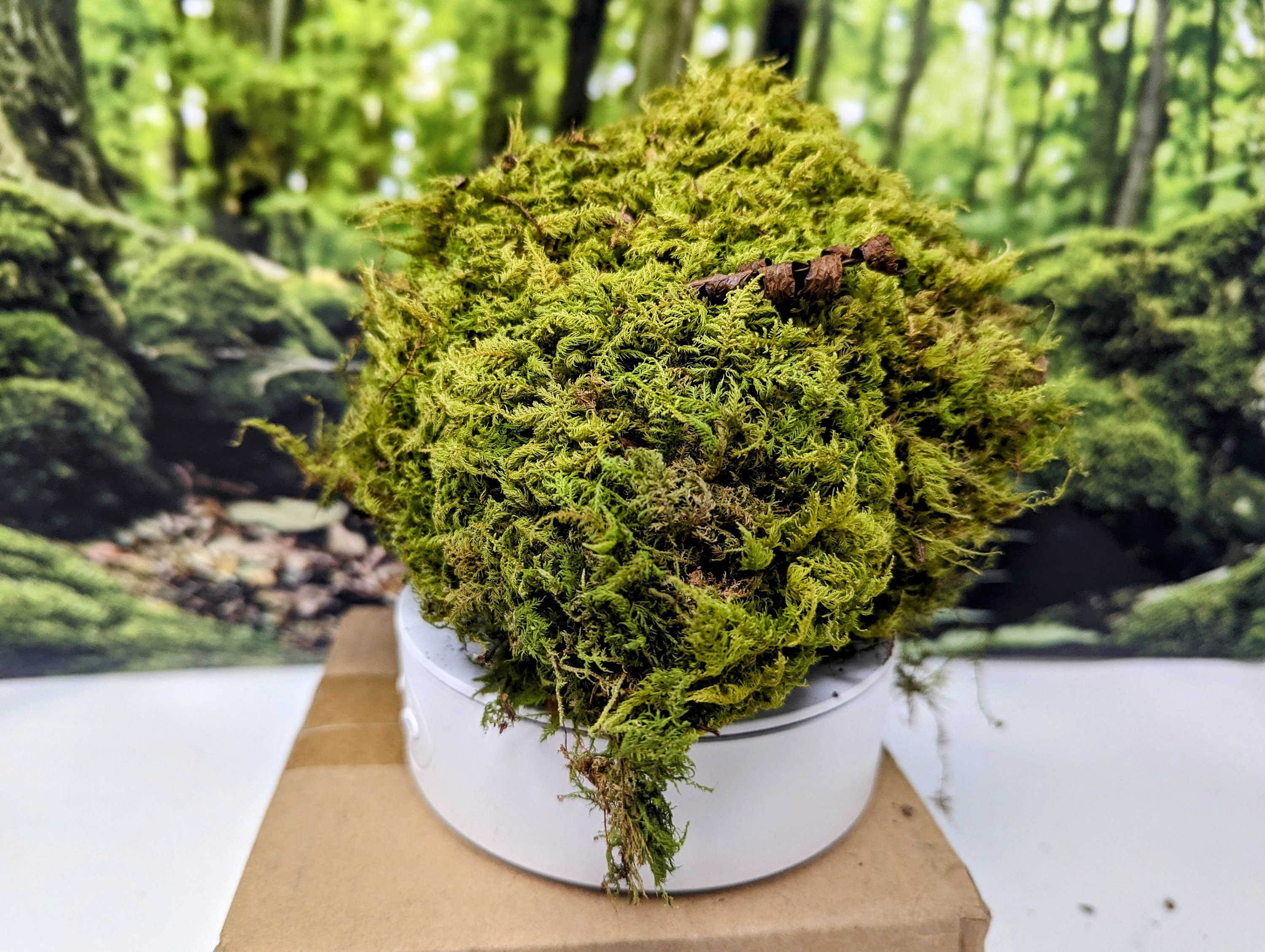 Live Moss Scraps for Transplant or Use Between Patio Stones Feather Sheet 1  Gallon Bag