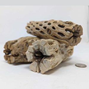 Cholla Wood 6-36&quot; - For Reptiles, Isopods, Birds, Airplants, and Hermit Crabs