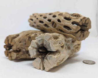 May include: Two pieces of natural, light brown, hollowed-out wood, likely from a cactus, with a rough, textured surface. The wood is arranged in a stack, with the larger piece on top of the smaller piece.
