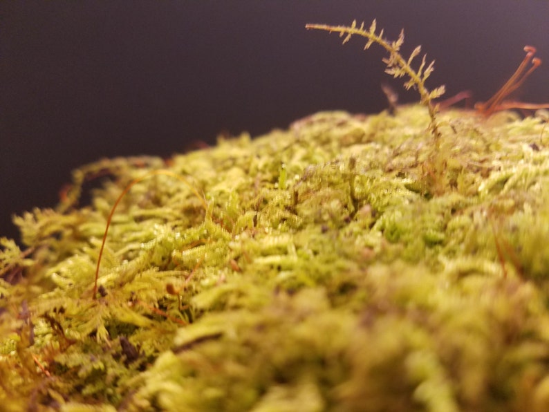Live Fern Moss / Sheet Moss multiple Sizes terrarium Etsy