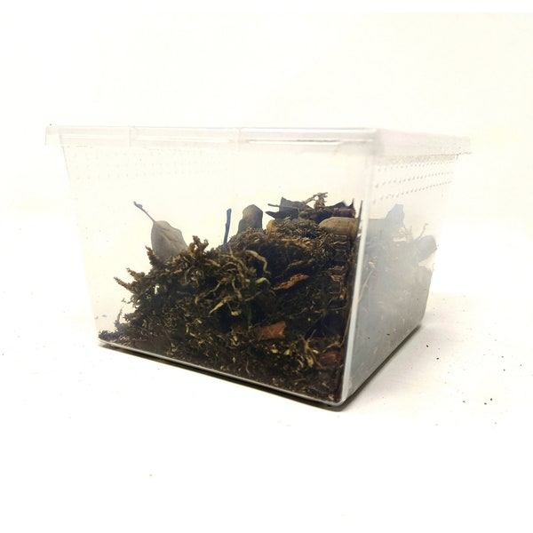 Paquete de 10 - 24oz Vented Square Cup Flip Top Enclosure