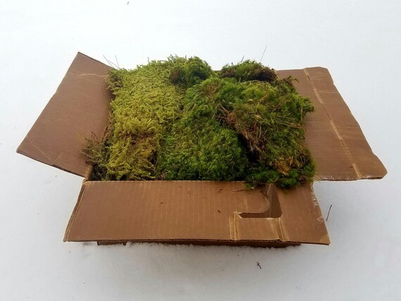 Live Fern Moss / Sheet Moss multiple Sizes terrarium, Vivarium, Fairy  Garden, Home Decor, Modeling 