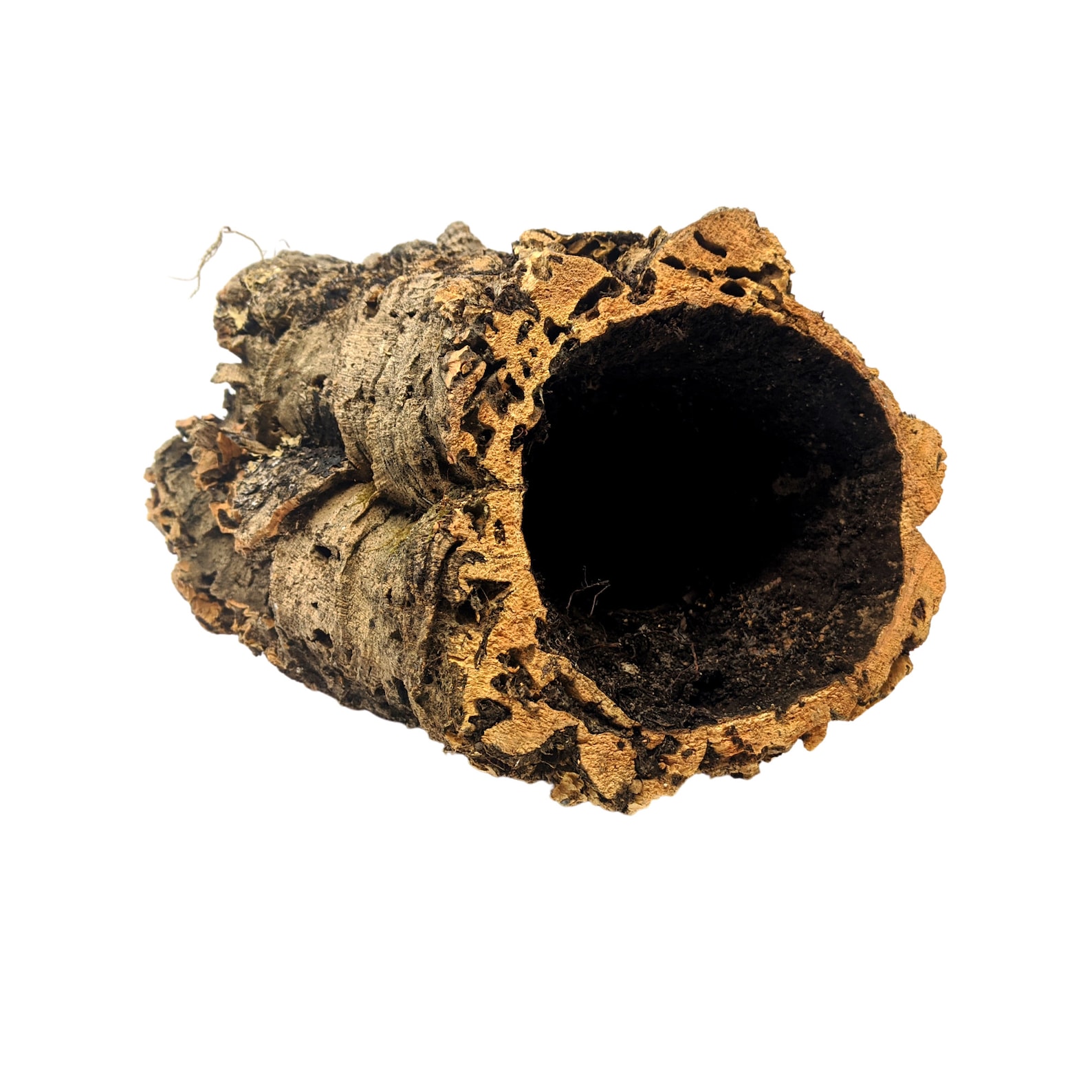 Large Round Virgin Cork Bark for Orchids Airplants Etsy