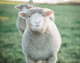 Smiling Irish Sheep Photo, Ireland Farm Life Wall Art, Picture of Sheep, Deep Matte Living Room, Print