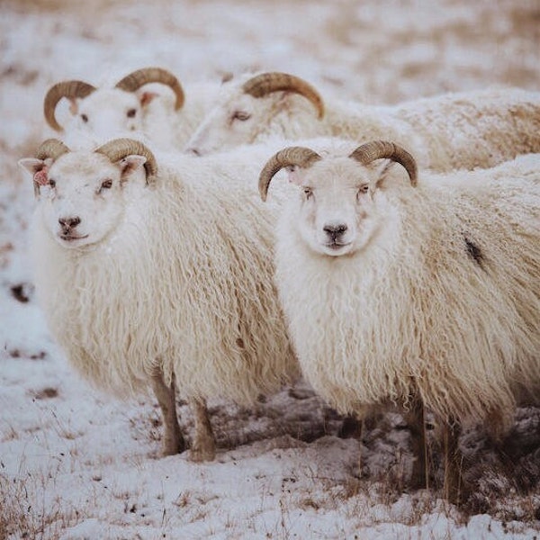 Group of Icelandic Sheep Print - Iceland Animals - Picture of Sheep, Cute Nordic Sheep Image 8x10 11x14