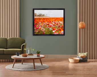 Colorful Flower Field Print, Ranunculus Flowers Framed Fine Art 11x14 8x10, Carlsbad California Bright Unique Floral Photograph