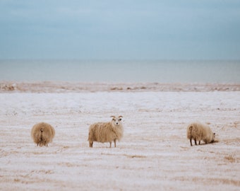 Three Iceland Sheep in Winter, Landscape Fine Art, Minimalist Wall Art, Animal Unique Photography
