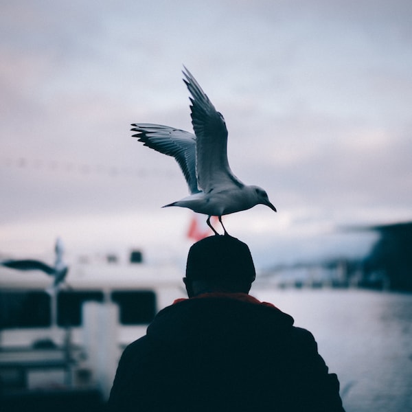 Bird on a Man's Head, Swiss Fine Art Photography, Photo Picture Deep Matte Living Room Print, Bird Still Life, Urban Street Art, Luzern