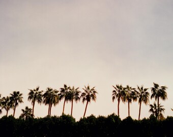 Palm Springs Palm Tree Print, Shot on Medium Format Film, California Wall Art, Mid Century Modern Decor, Square Photo Print