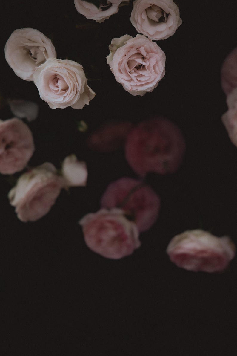 Moody Pink Rose Photography Print, Painterly Floral Wall Art - Etsy