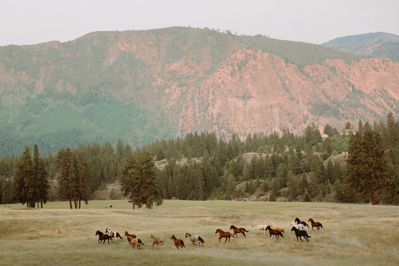 Horses Running in Golden Morning Light - Beautiful Horse Montana Photography - Group of Horses in Valley Wall Art 11x14 16x20 20x24 - 30x40 inches