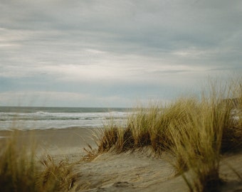May include: A view of a sandy beach with tall green grass growing in the foreground. The ocean is in the background with a cloudy sky.