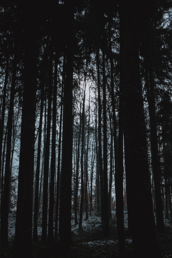 Moody Forest Still Life Fine Art, Trees in Dark Forest Print, Living Room  Still Life Photograph, Forest Image, Wall Decor