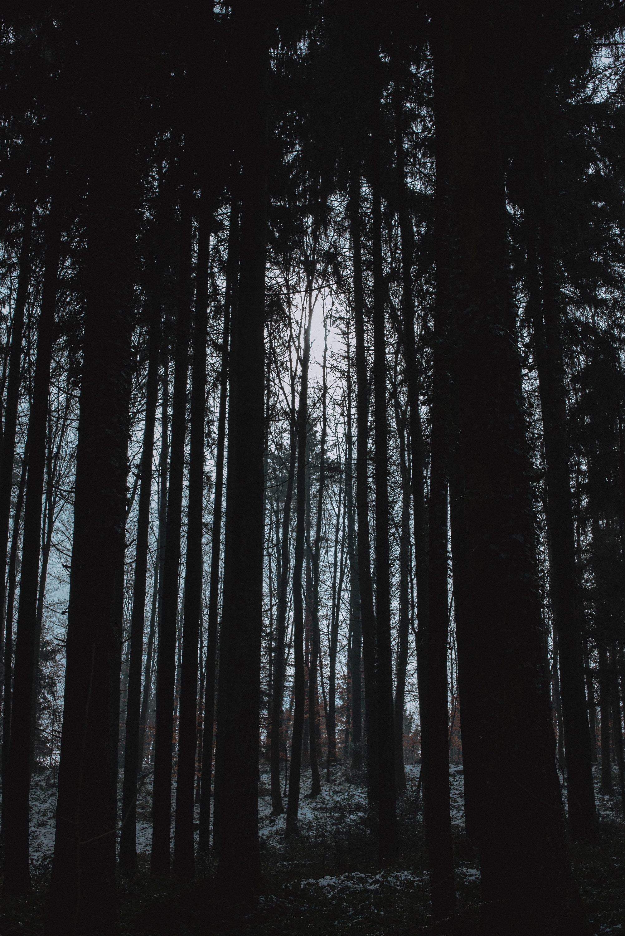 Dark Forest