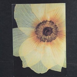 Postal grande de una flor Anemone hybrida Paris sin circular