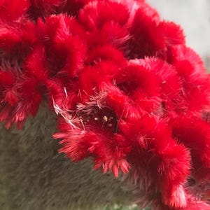 Velvet Cockscomb Seed Packet of 30 Flower Variety Celosia Gigantica Cristata Full Sun Annual