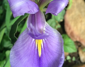 Louisiana Blue Iris Gigantic Variety