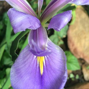 Variedade Gigantesca de Íris Azul da Louisiana