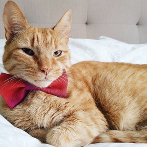 Silk Pet Bow Tie, Orange Dog Bow Tie, Cat Accessories, Over the Collar Bow Tie image 1