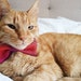 see more listings in the Pet Bow Ties section