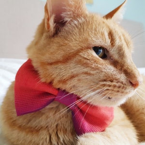 Silk Pet Bow Tie, Orange Dog Bow Tie, Cat Accessories, Over the Collar Bow Tie image 6