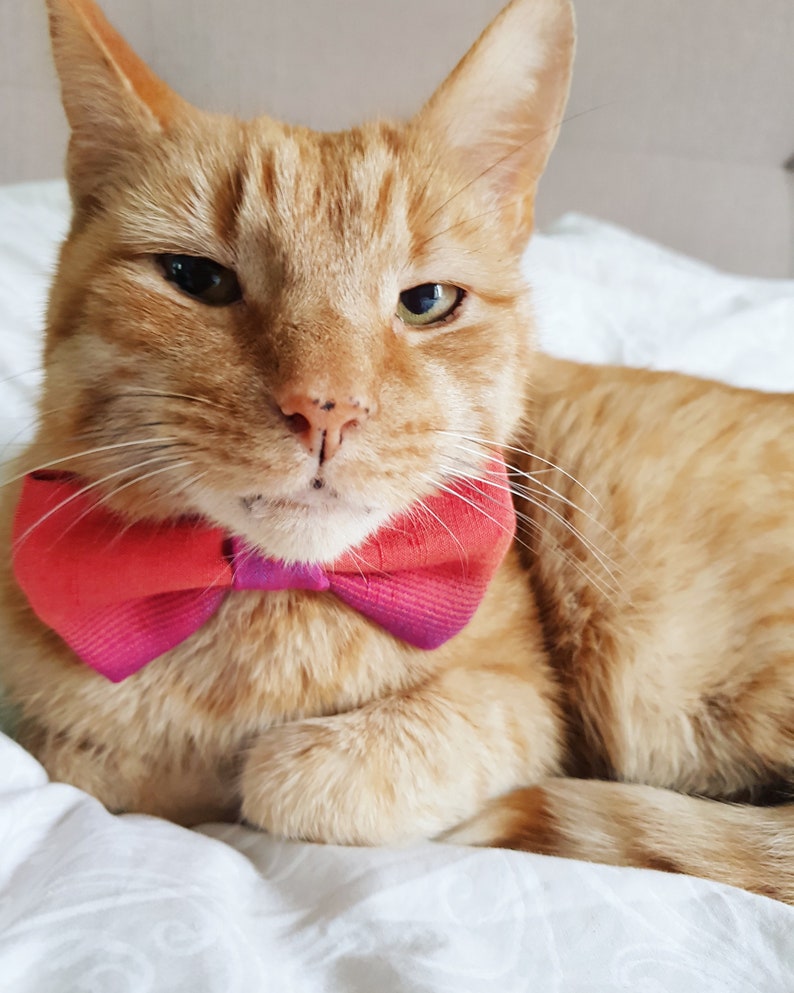 Silk Pet Bow Tie, Orange Dog Bow Tie, Cat Accessories, Over the Collar Bow Tie image 5