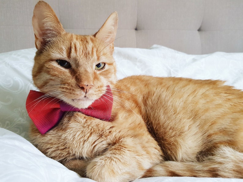 Silk Pet Bow Tie, Orange Dog Bow Tie, Cat Accessories, Over the Collar Bow Tie image 1