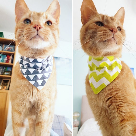 Cat clearance clothing accessories