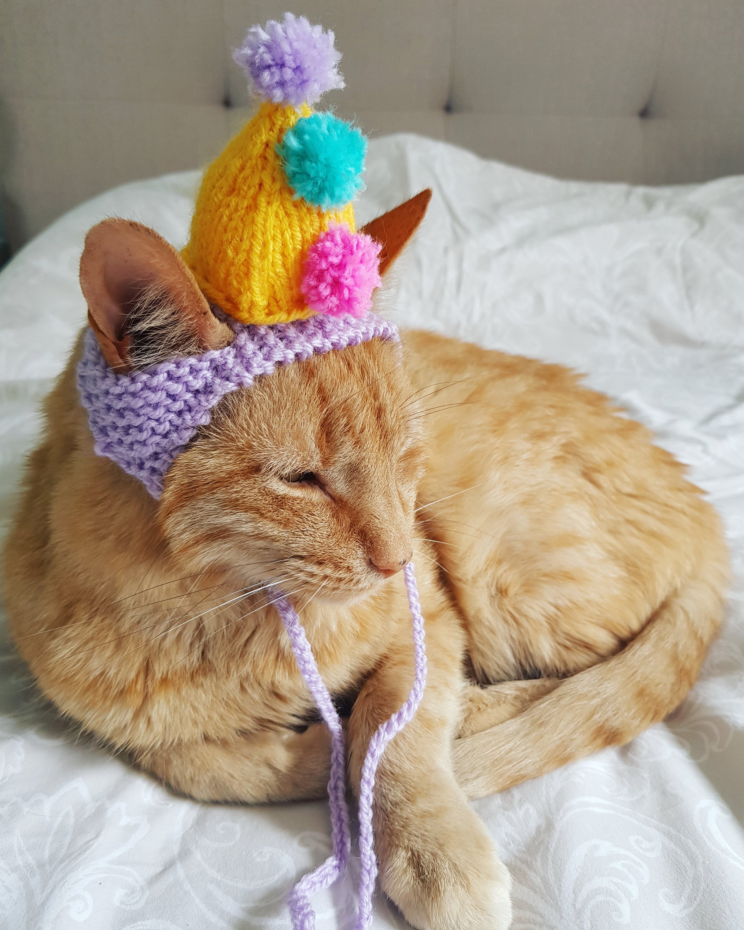 Party Cat Hat Birthday Hat for Cats Celebration Pompom Hat Etsy UK