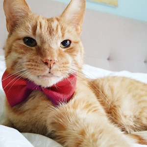 Silk Pet Bow Tie, Orange Dog Bow Tie, Cat Accessories, Over the Collar Bow Tie image 2